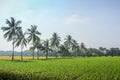 Landscape photo of paddy field and coconut tree Royalty Free Stock Photo