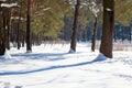 Landscape photo of pine trees in winter forest