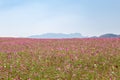 Pink or violet poppies flower field on hill and mountain and blue sky. Royalty Free Stock Photo