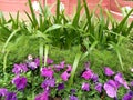 Landscape photo of purple impatient flowers growing among the grass by side the river