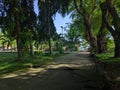 landscape photo of a shady walking path under a tree