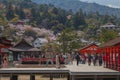 Landscape photo of the Shinto Shrine on Miyajima Island, Japan with Sakura in the background