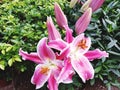 Landscape photo of some petal and buds of beautiful pink lilies on the middle of the green leafs in the garden