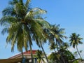 A photo taken on some coconut trees against the backdrop of a bright blue azure sky Royalty Free Stock Photo