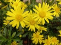 Landscape photo of texture some petals of yellow chrysanthemums flowers flowers of