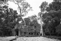 Landscape photo of tree roots growing over ruins of a temple in Siem Reap, Cambodia