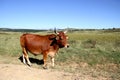 Colored landscape photo of a Tuli bull strolling along a dirt road near QwaQwa, Eastern Free State, SouthAfrica. Royalty Free Stock Photo