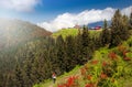 Landscape photo was taken at Badara Plateau, Rize, Turkey Royalty Free Stock Photo