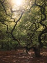 Landscape photo of weird and magical looking tree
