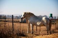 A landscape photo of a white, big pony standing in front of a rusty fence.