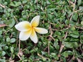 Landscape photo of white frangipani flower fall on the grass