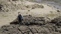 Landscape photograper with the camera in his hands walking on rocky terrain and wearing backpack. Stock footage. Rear