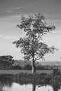 Landscape photograph Black and White tree with paddy field in Sri Lanka