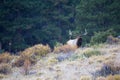 Landscape photograph of bugling bull elk Royalty Free Stock Photo