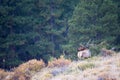 Landscape photograph of bugling bull elk Royalty Free Stock Photo