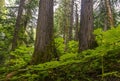 Ancient Forest in British Columbia, Canada Royalty Free Stock Photo