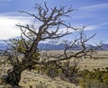 A gnarled tree in Colorado Rocky Mountains