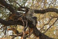 Landscape photograph of male leopard resting in big tree Royalty Free Stock Photo