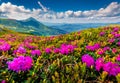 Landscape photography. Blooming pink rhododendron flowers on the Chornogora range.