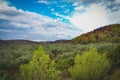 Landscape photography of forest in Zakynthos, Greece