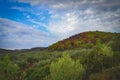 Landscape photography of forest in Zakynthos, Greece