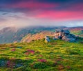 Landscape photography. Misty summer sunrise with fields of blooming rhododendron flowers. Royalty Free Stock Photo