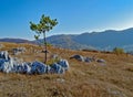 Landscape photography, one lonley tree in the middle of a rocky field, autumn background in the mountains, cold, serene fall Royalty Free Stock Photo