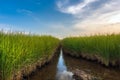 Landscape photography sunset at the rice fields.