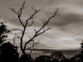 Landscape photography of trees and cloud