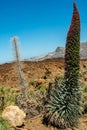 Landscape of the  Pico del Teide mountain volcano in Teide National Park, Tenerife, Spain Royalty Free Stock Photo