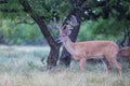 Landscape picture with big typical whitetail buck Royalty Free Stock Photo