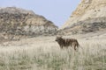 Landscape picture of coyote with hills in background