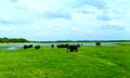 A landscape picture of herd of elephants