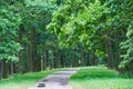 Landscape picture of  old sand road or pathway in the deep oak forest. Royalty Free Stock Photo