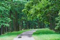 Landscape picture of  old sand road or pathway in the deep oak forest. Royalty Free Stock Photo