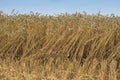 Landscape Picture of the yellow riped and dried wheat field just harvested by combine harvestor.