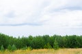 Landscape with pime trees line on horizon and cloudy ske. Empty field