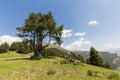 Landscape with pine on the Coll de la botella in the area Pal Arisal, Andorra Royalty Free Stock Photo