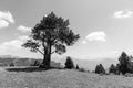 Landscape with pine on the Coll de la botella in the area Pal Arisal Royalty Free Stock Photo