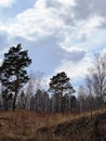 Landscape with pine forest and cloudy sky. Early spring. Russia. Royalty Free Stock Photo