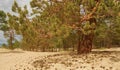 Landscape of pine forest on golden sandy beach of sea, close-up. Royalty Free Stock Photo