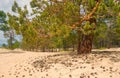 Landscape of pine forest on golden sandy beach of sea, close-up. Royalty Free Stock Photo