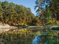 Landscape with the pine forest and river.