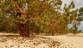 Landscape of pine forest on golden sandy beach of sea, close-up. Royalty Free Stock Photo