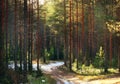 Landscape in a pine forestlandscape in a pine forest background beautiful