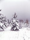 Landscape of pine forests