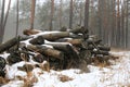 pine logs in misty winter forest Royalty Free Stock Photo