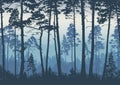 Forest landscape background. Trees pines at dawn. Nature. Tourism and travelling. Coniferous forest