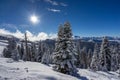 Landscape with pine trees covered with snow Royalty Free Stock Photo