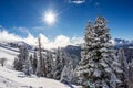 Landscape with pine trees covered with snow Royalty Free Stock Photo